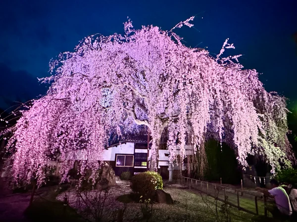 投稿：春の訪れを告げる樹齢90年を超える枝垂れ桜