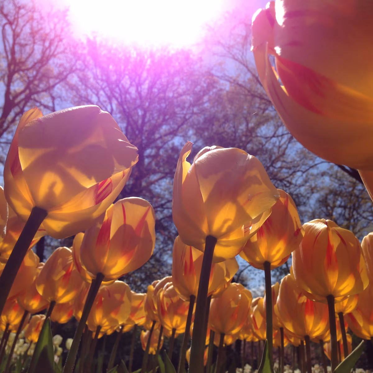 投稿写真：チューリップ🌷