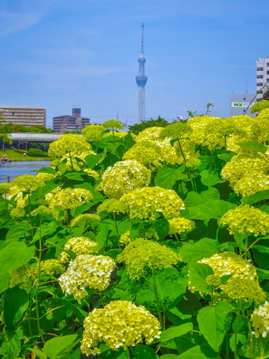 投稿写真：あじさいとスカイツリー