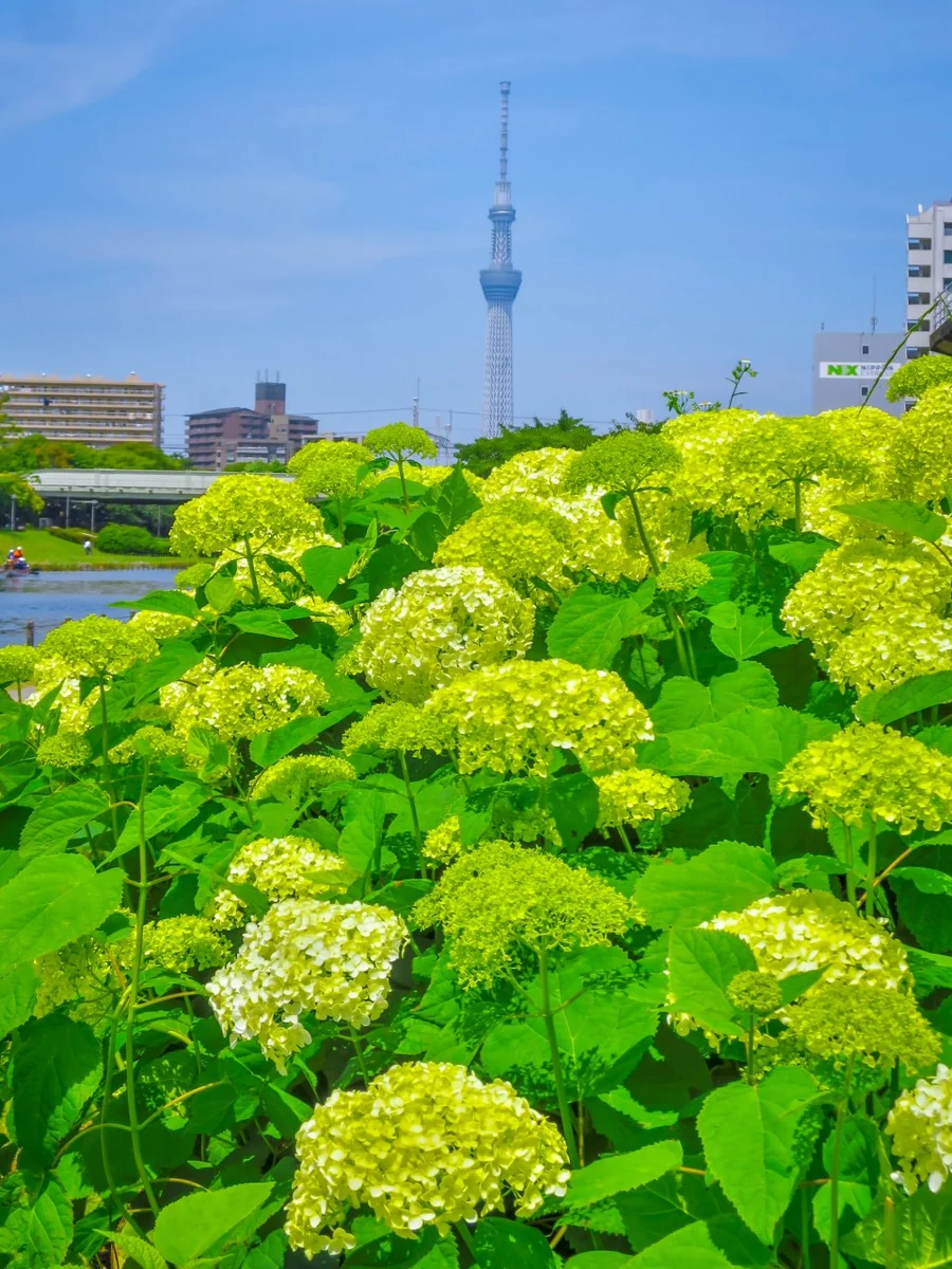投稿写真：あじさいとスカイツリー