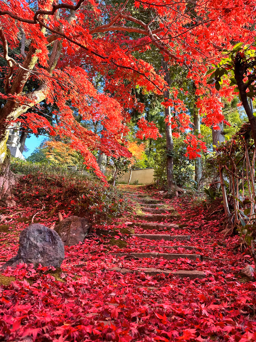 投稿写真：紅葉の絨毯