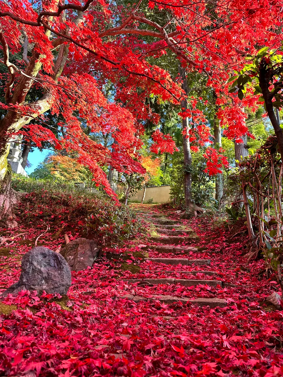 投稿写真：紅葉の絨毯