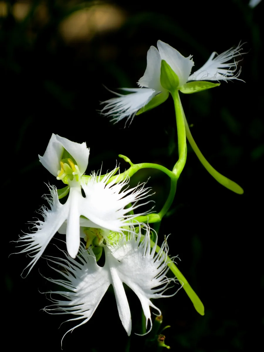 投稿写真：サギソウ