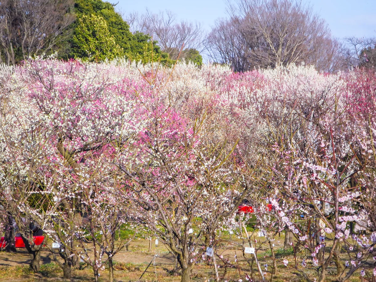 投稿写真：梅まつり
