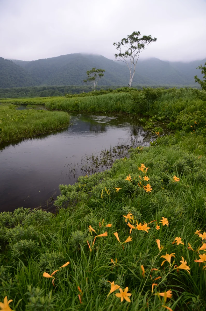 投稿写真：尾瀬ヶ原　水辺のニッコウキスゲ