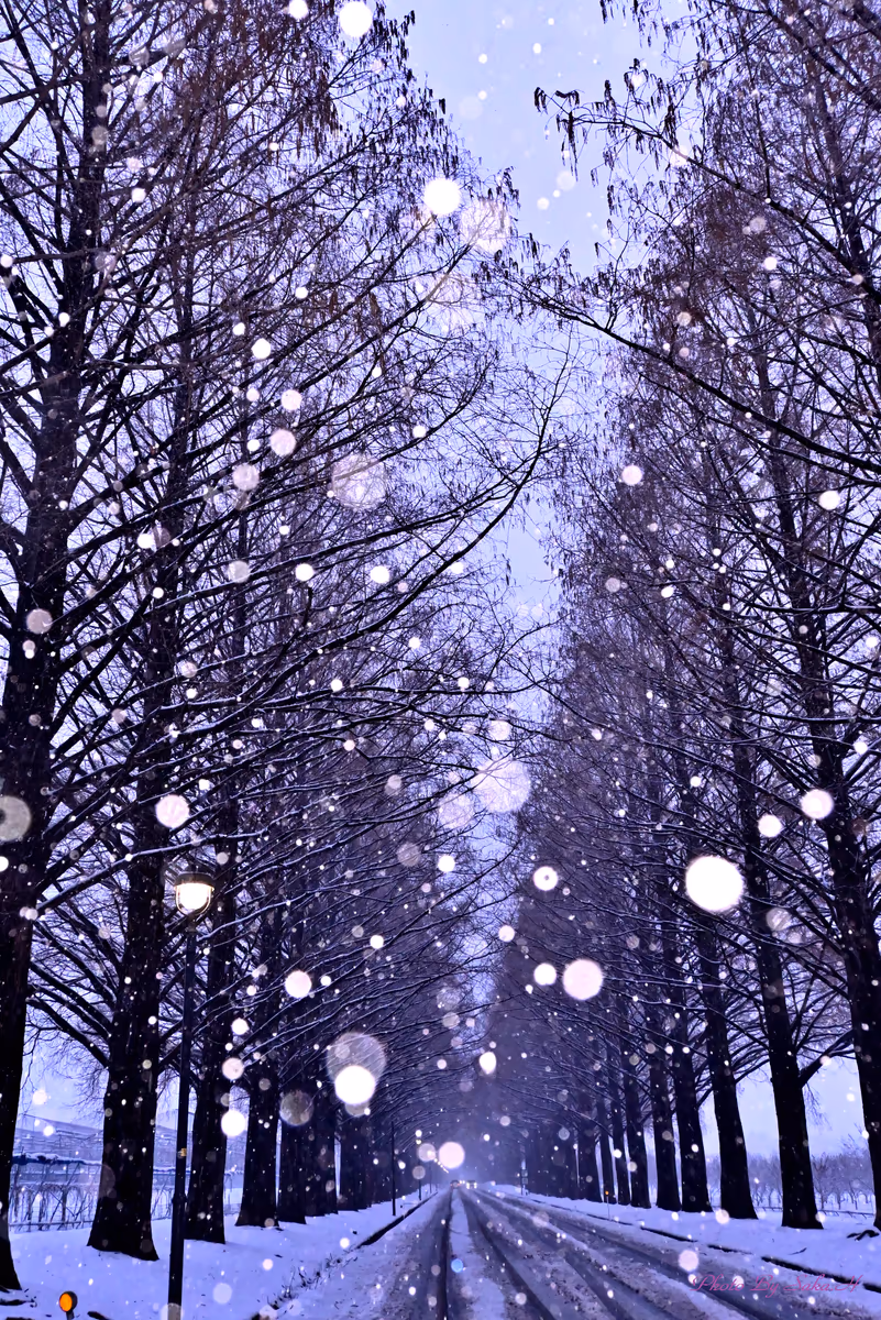 投稿写真：雪景色