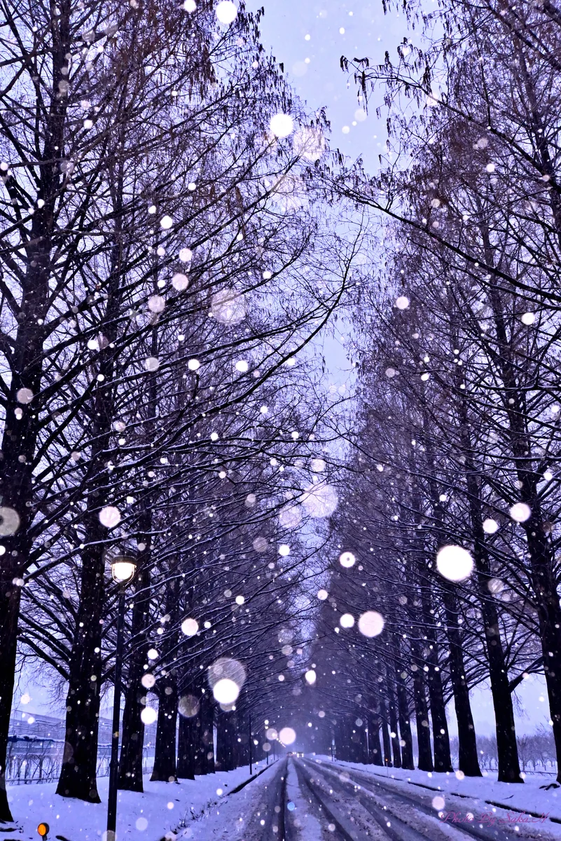 投稿写真：雪景色