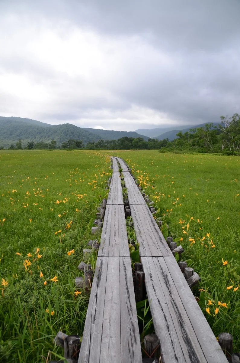 投稿写真：尾瀬ヶ原　木道沿いに咲くニッコウキスゲ