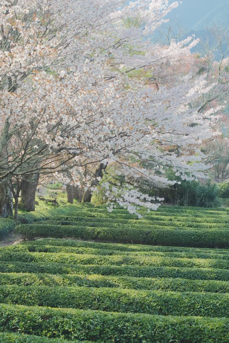 投稿写真：茶畑の桜並木