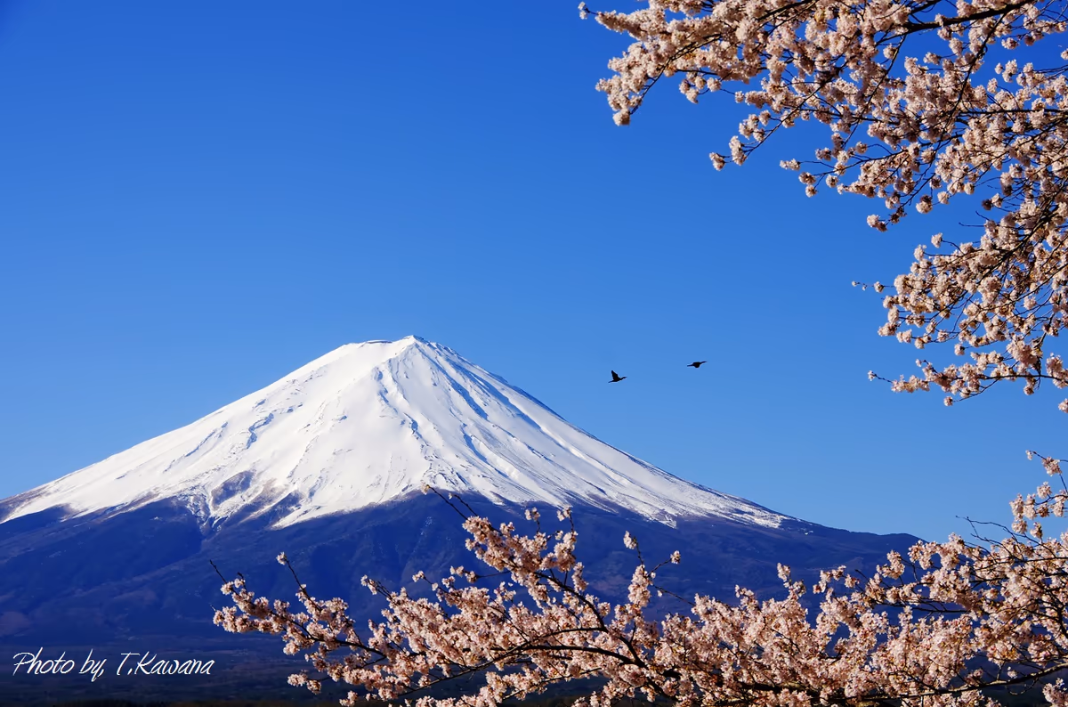 投稿写真：川鵜羽ばたくなり桜富士、日本の心の姿。