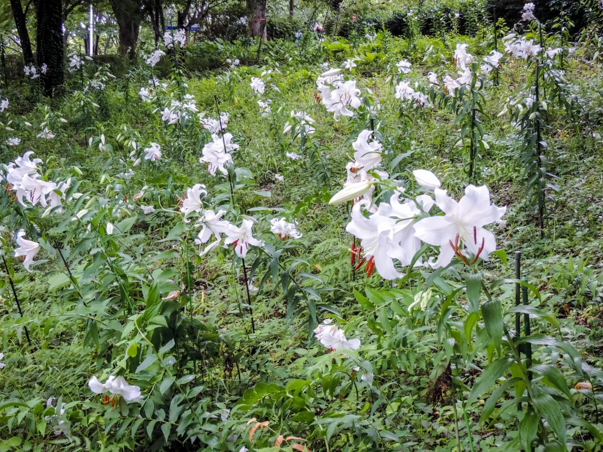 投稿写真：カサブランカ群生