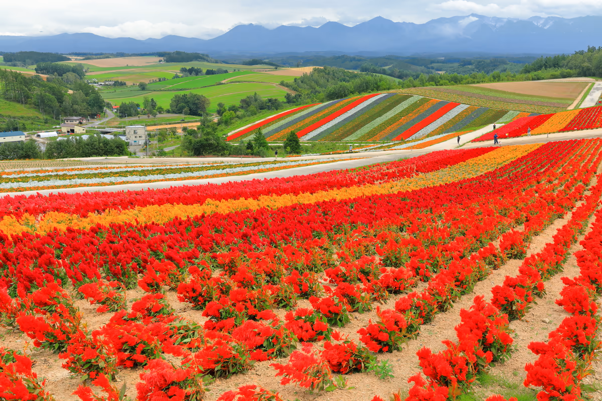 投稿写真：秋色の花達の競演