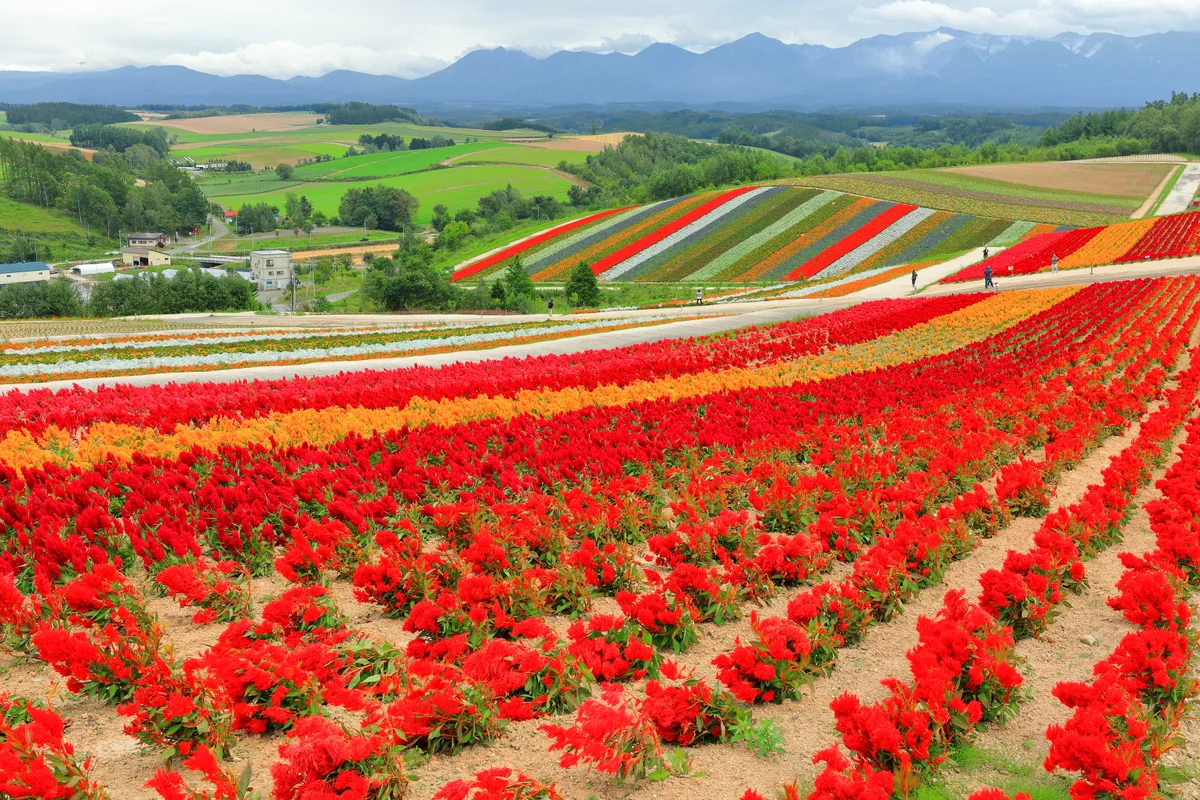 投稿写真：秋色の花達の競演