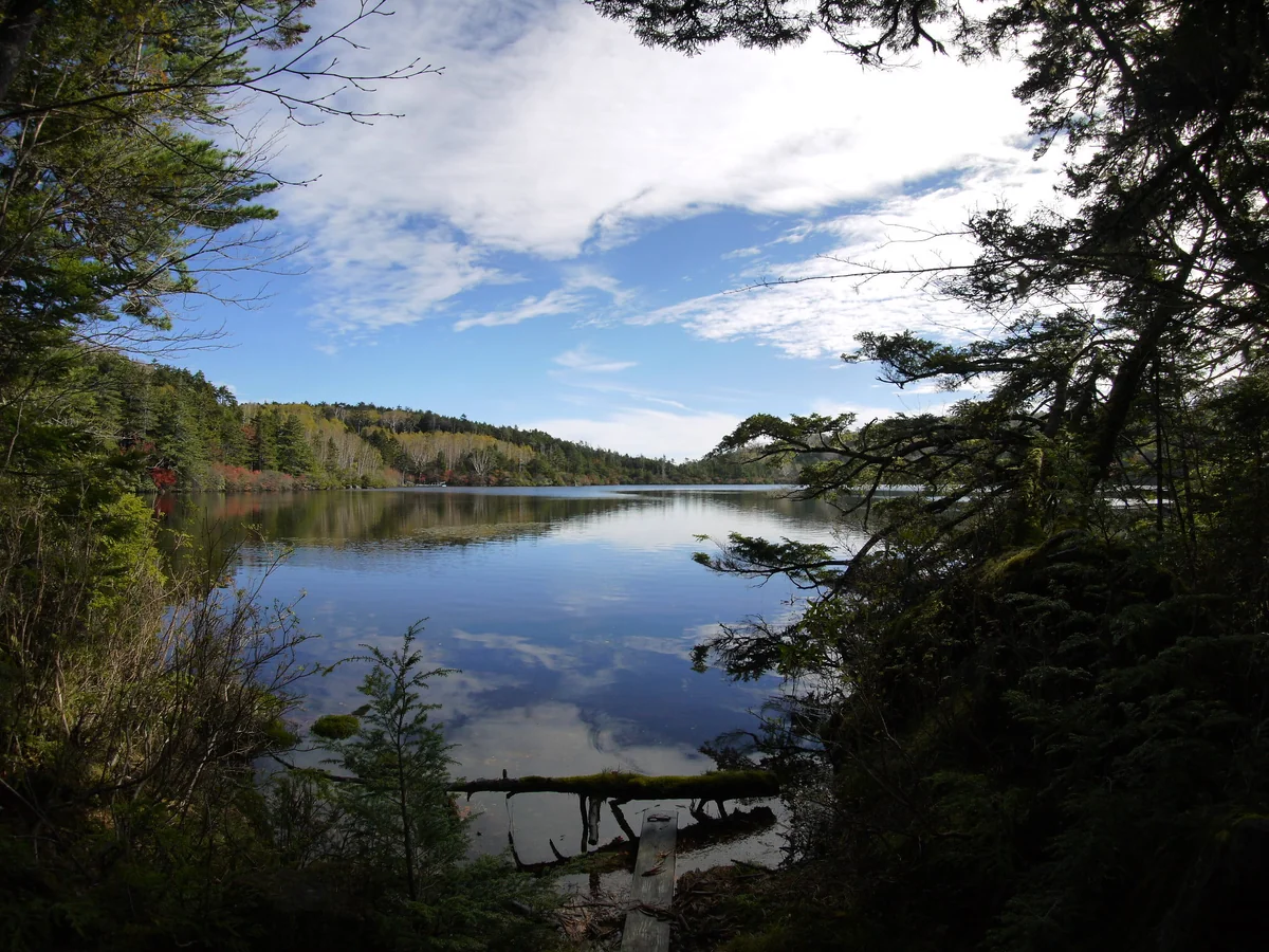 投稿写真：白駒池