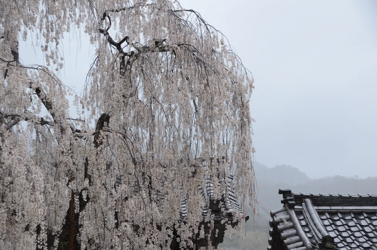 投稿写真：大野寺　雨の降る中のしだれ桜
