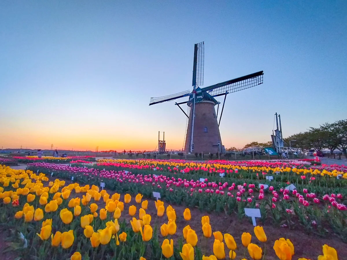 投稿写真：夕焼けとチューリップと風車