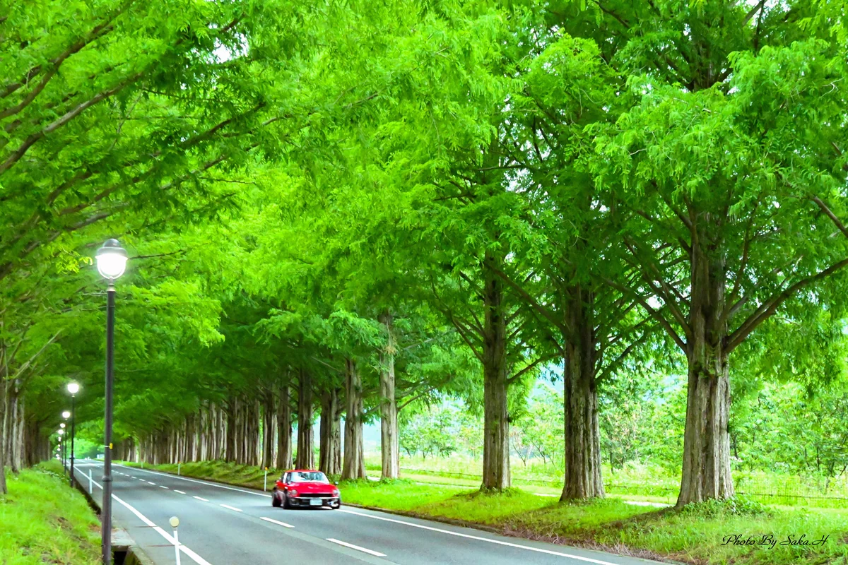 投稿写真：新緑