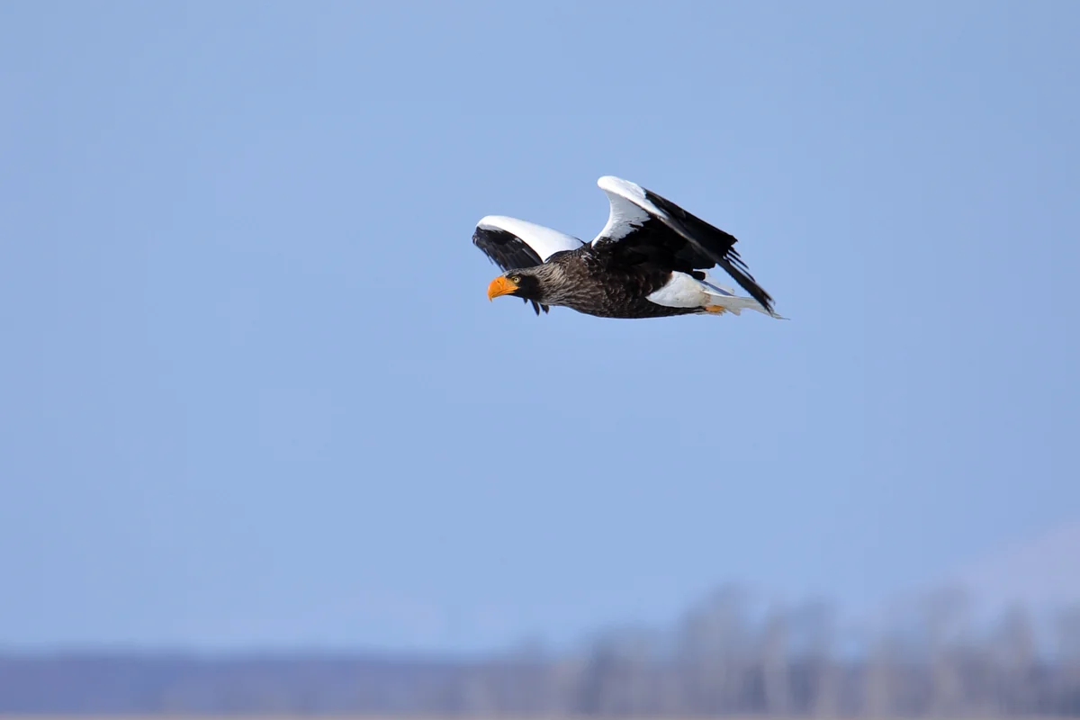 投稿写真：In the blue sky