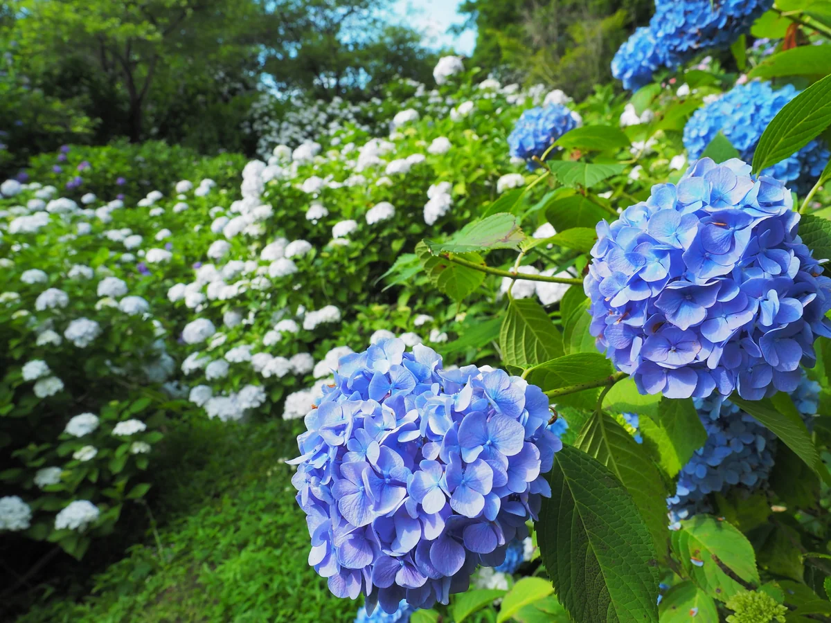 投稿写真：雨引観音