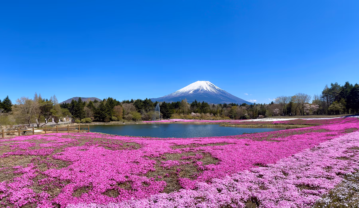 投稿写真：ピンクのじゅうたん
