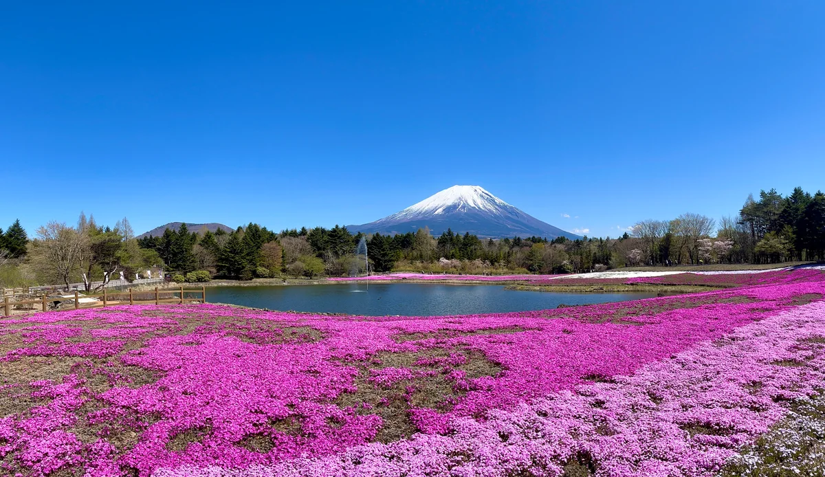 投稿写真：ピンクのじゅうたん