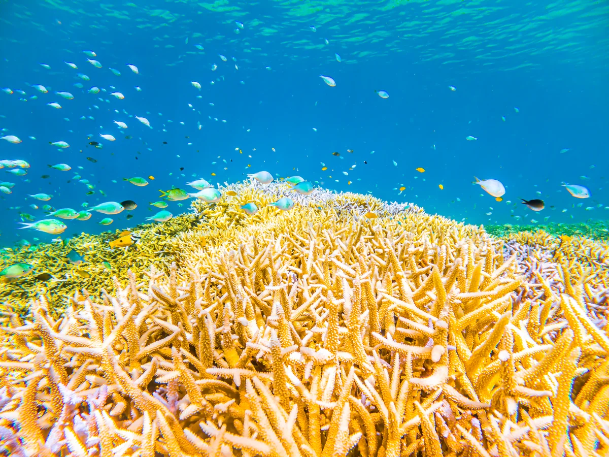 投稿写真：枝サンゴ天国