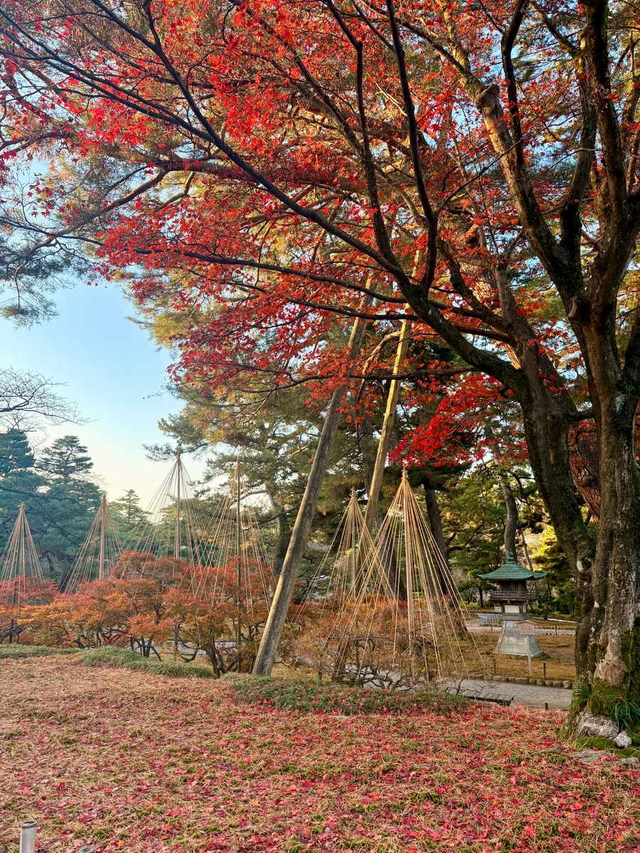 投稿写真：兼六園の真っ赤な秋