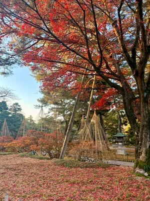 投稿：兼六園の真っ赤な秋