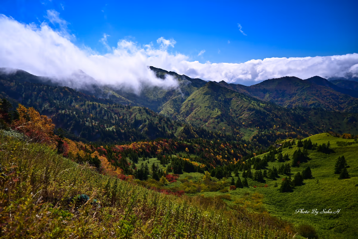投稿写真：横手山の紅葉