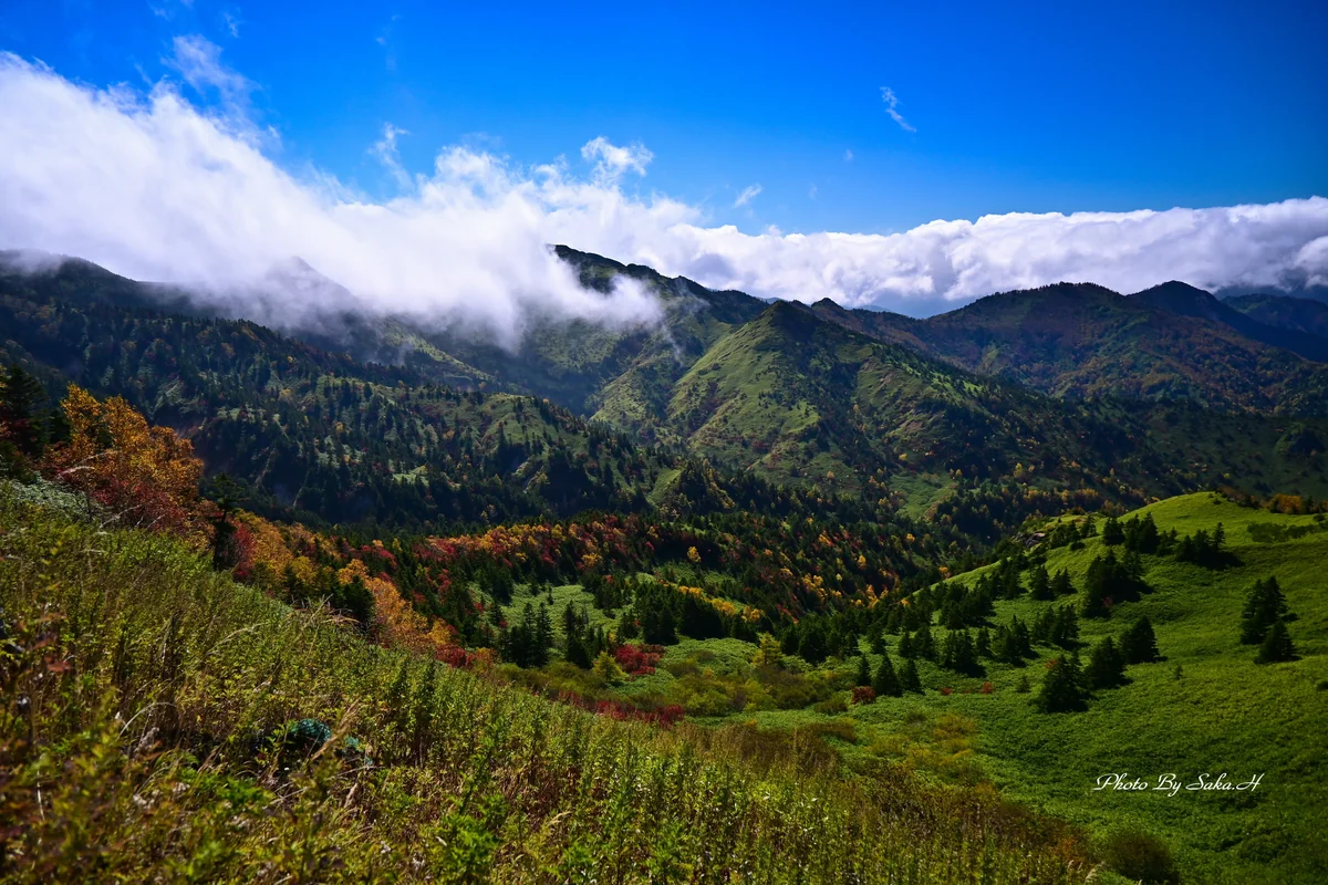 投稿写真：横手山の紅葉