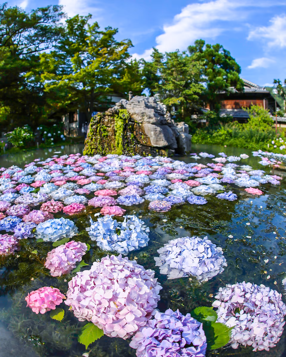 投稿写真：青空の下で浮かぶ色とりどりの紫陽花