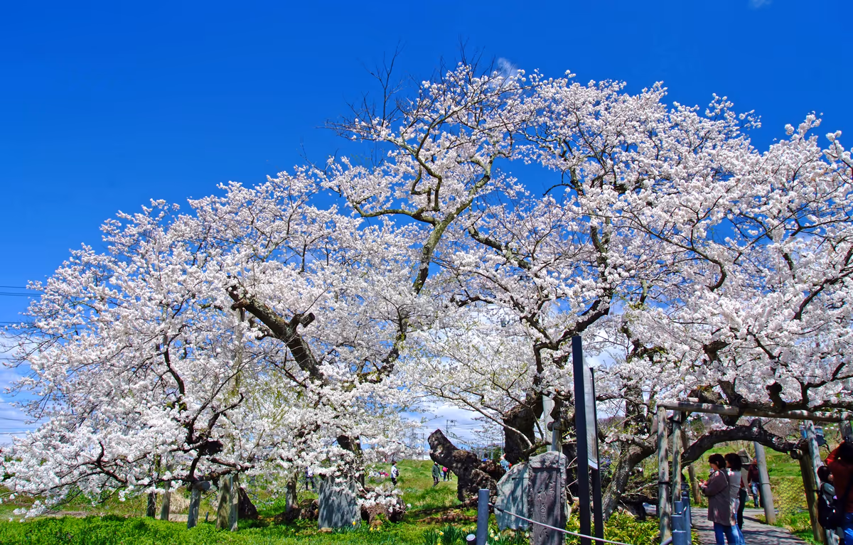 投稿写真：会津の名桜