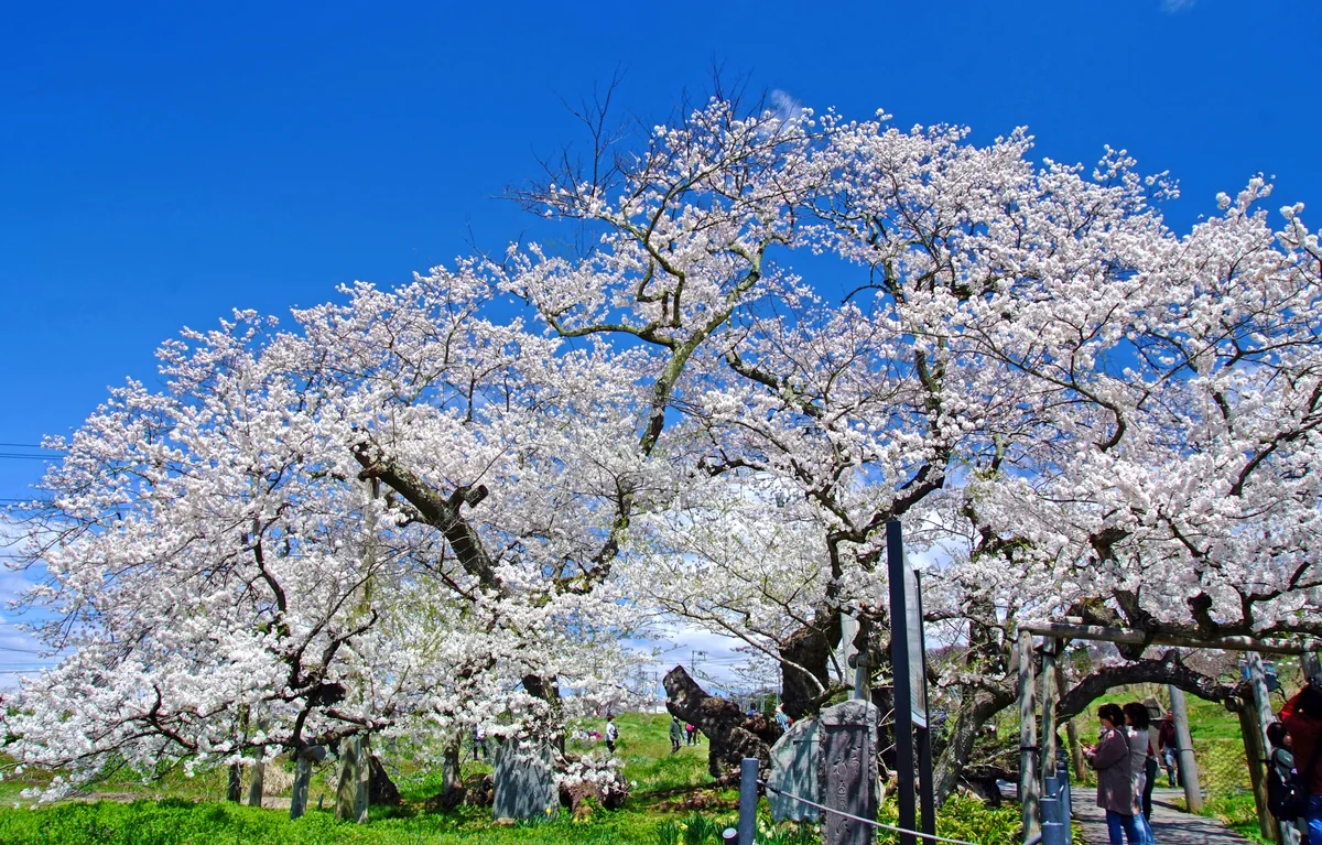 投稿写真：会津の名桜