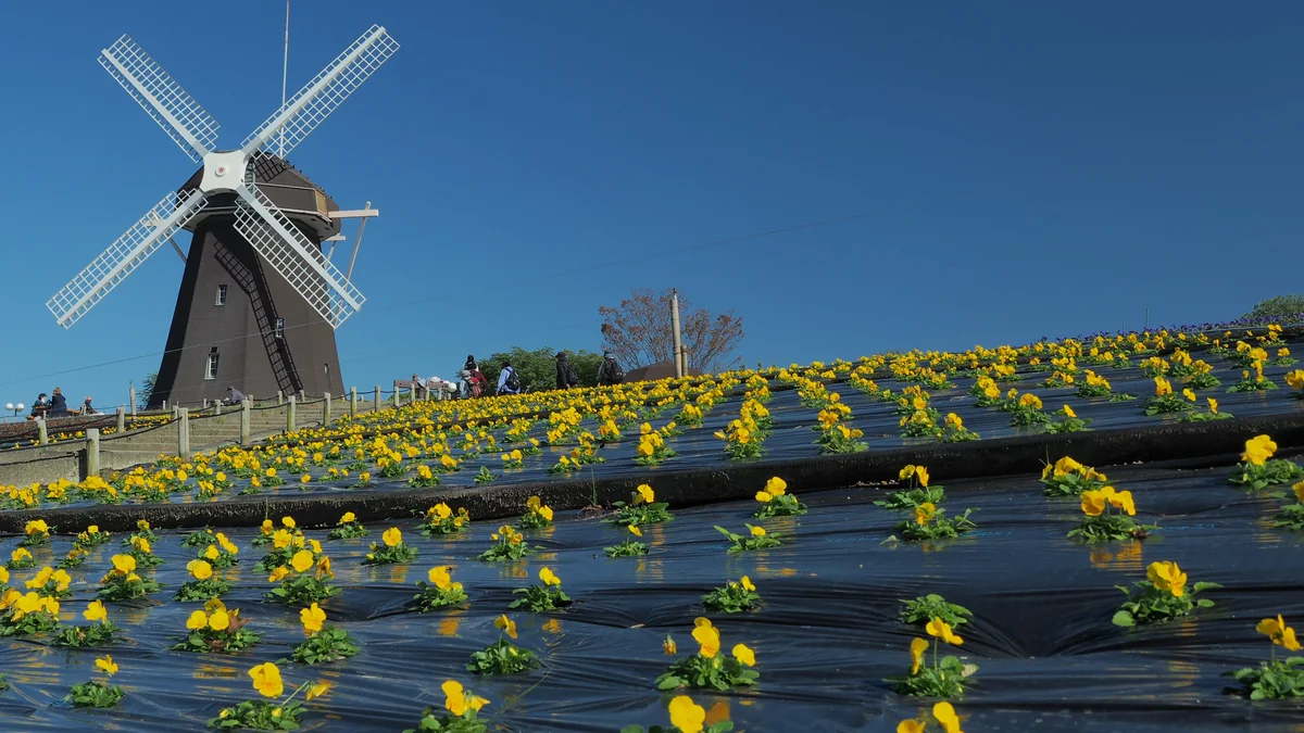 投稿写真：秋の風