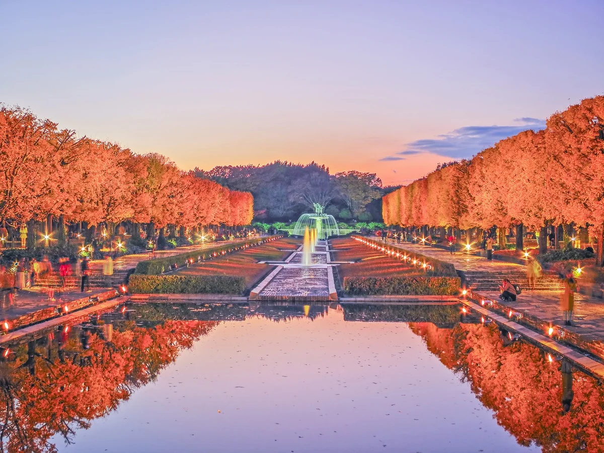 投稿写真：マジックアワーのイチョウ並木の黄葉のリフレクション