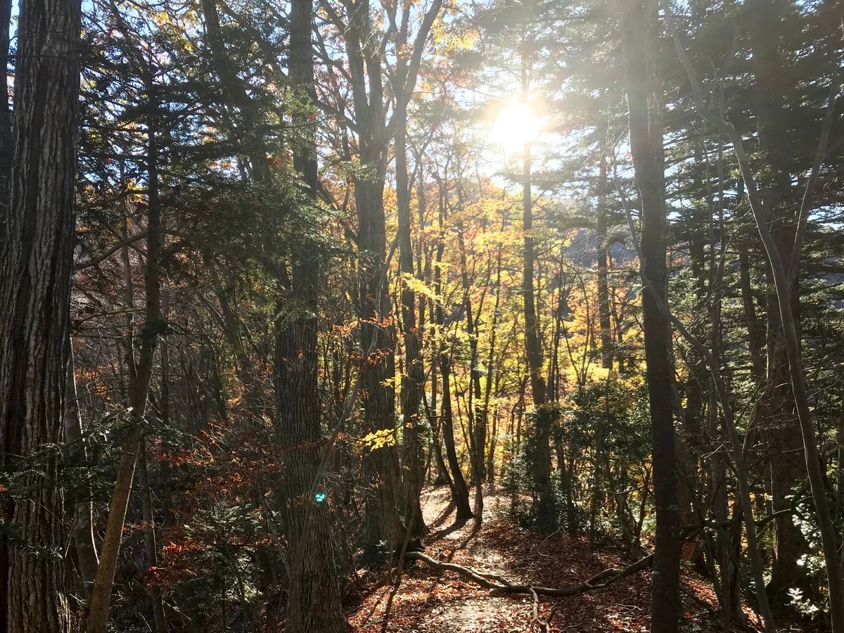 投稿写真：朝日と紅葉