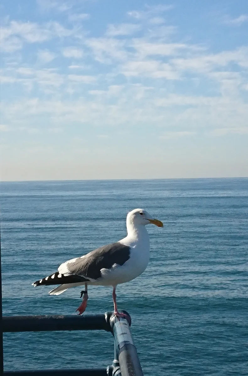 投稿写真：Birds at SANTA MONICA Pier