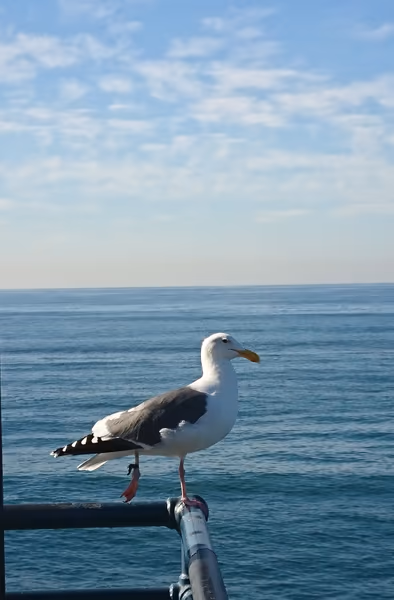 投稿：Birds at SANTA MONICA Pier