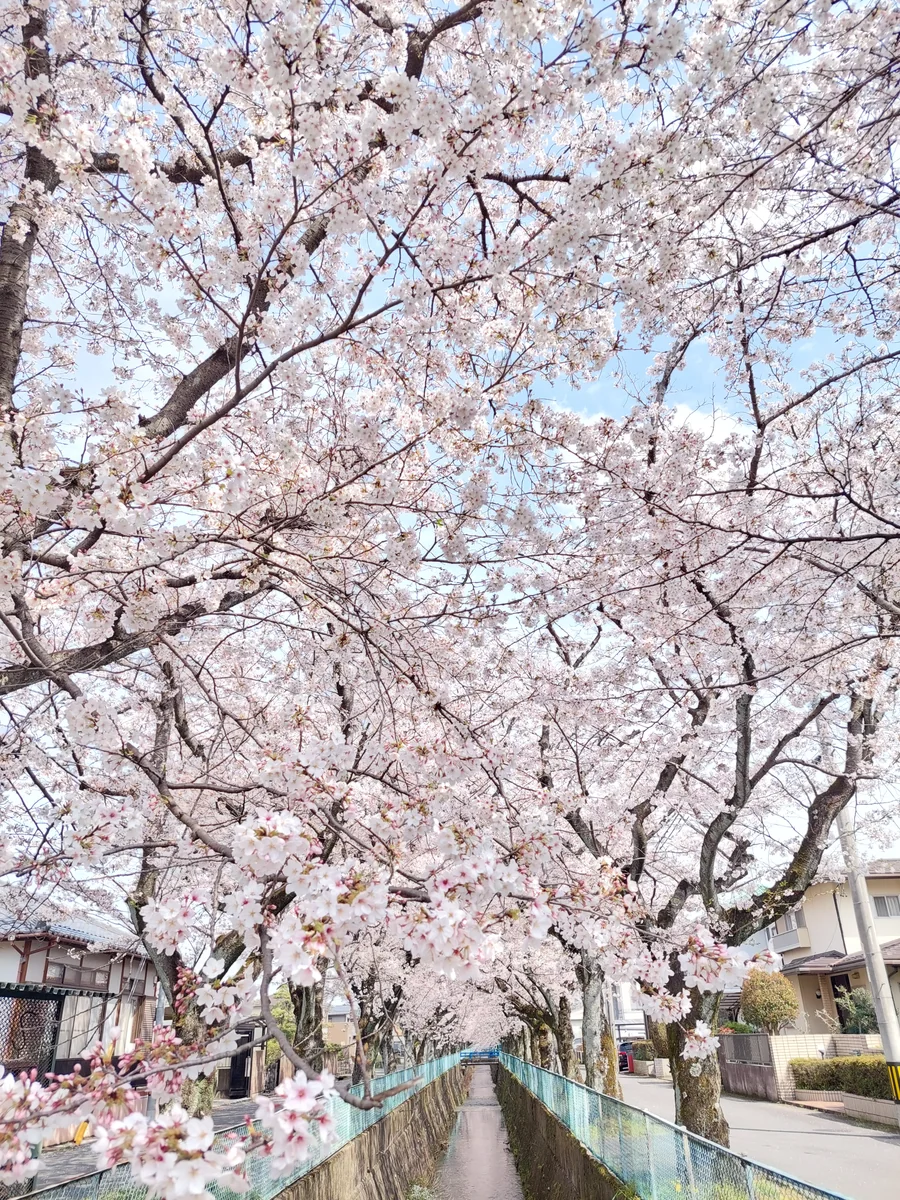 投稿写真：春爛漫