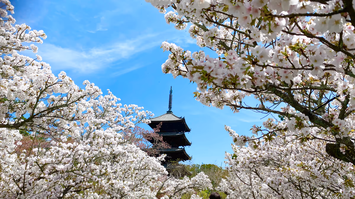 投稿写真：京都で一番遅咲きの御室桜　仁和寺