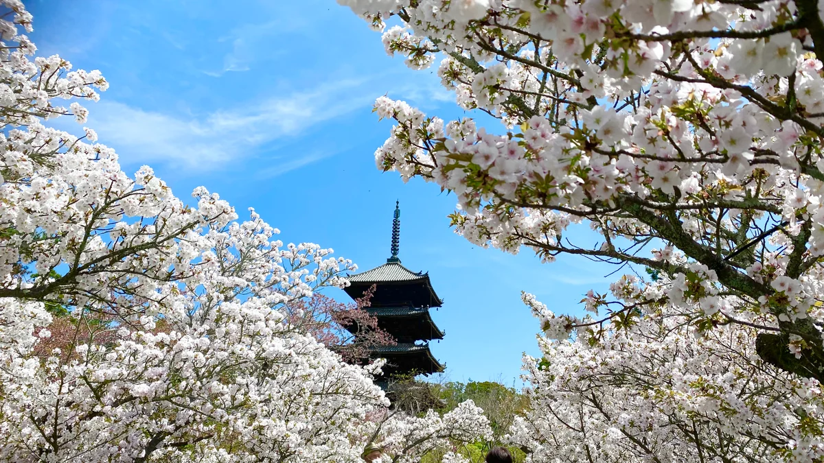 投稿写真：京都で一番遅咲きの御室桜　仁和寺