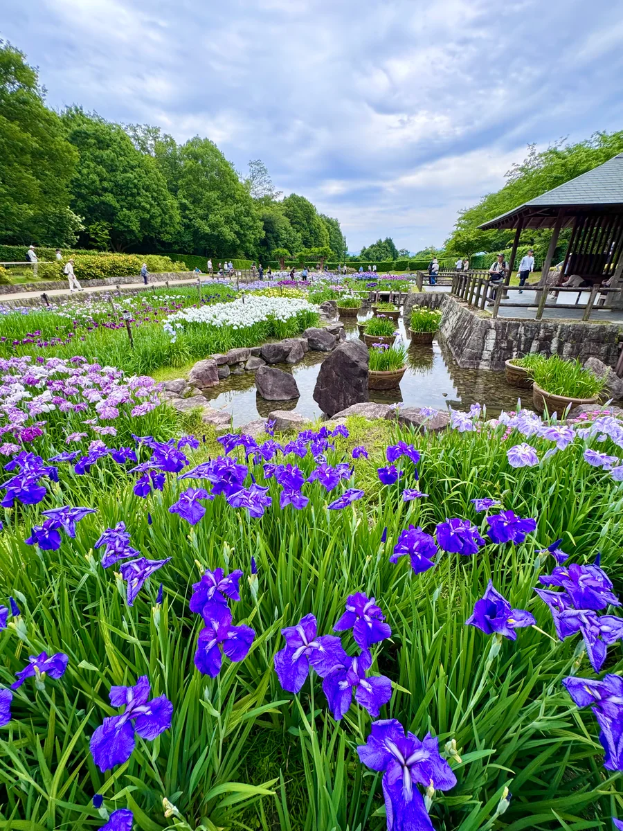 投稿写真：約100品種3万本の花菖蒲が咲き誇る初夏の絶景