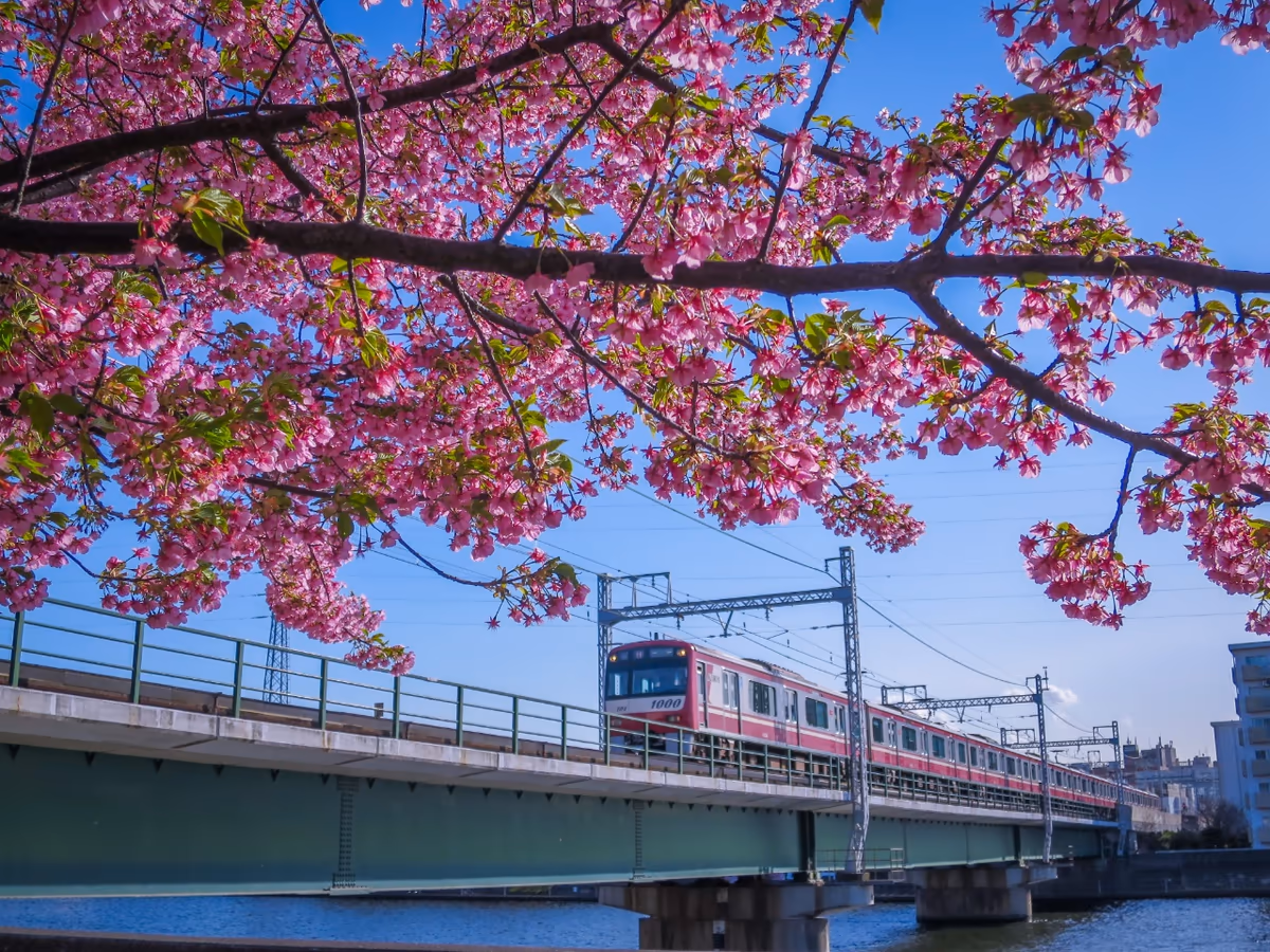 投稿写真：河津桜と京急電車③