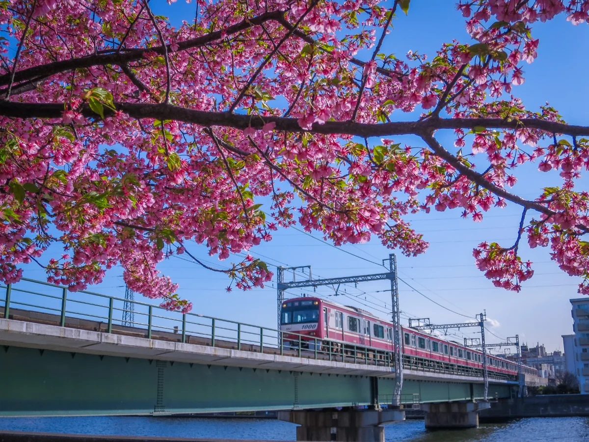 投稿写真：河津桜と京急電車③