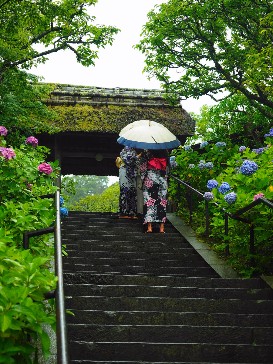 投稿写真：鎌倉　梅雨の風物詩