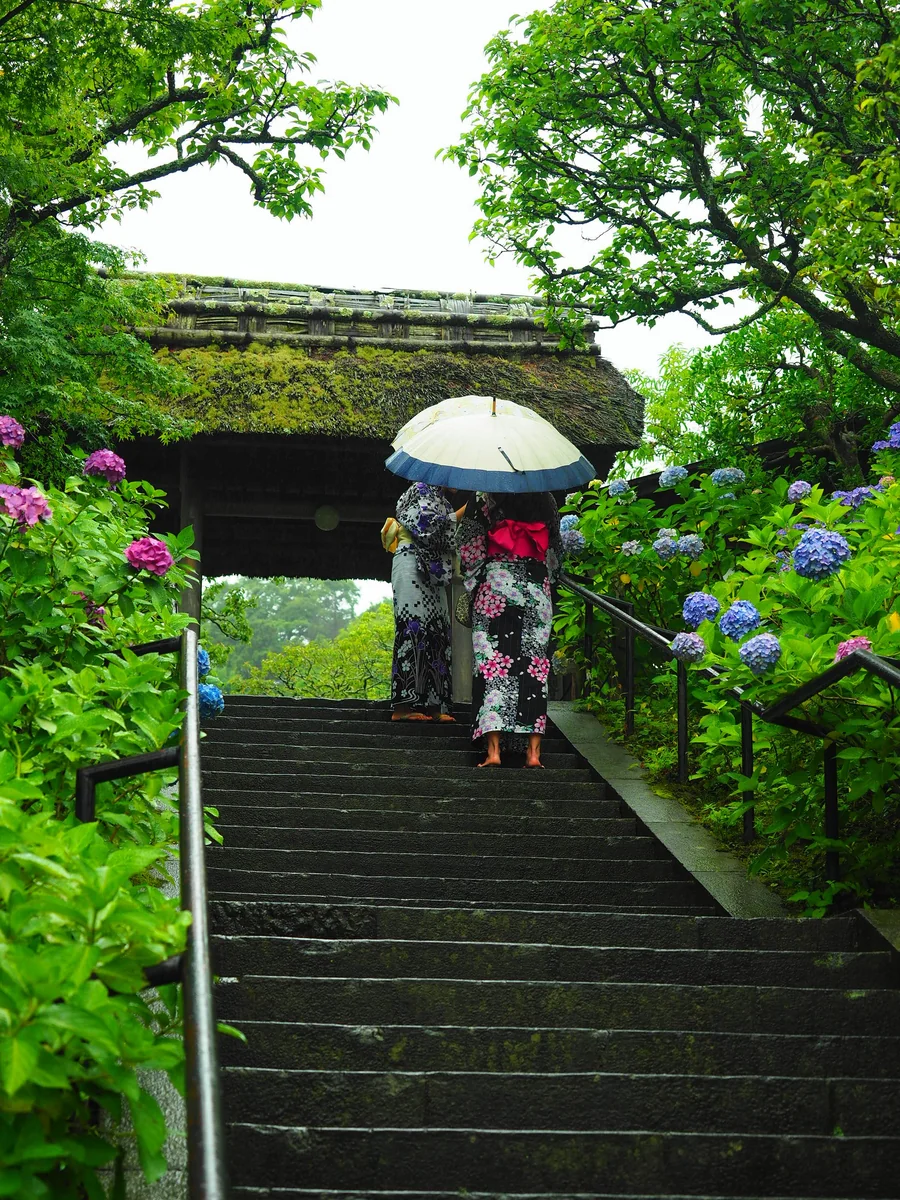 投稿写真：鎌倉　梅雨の風物詩