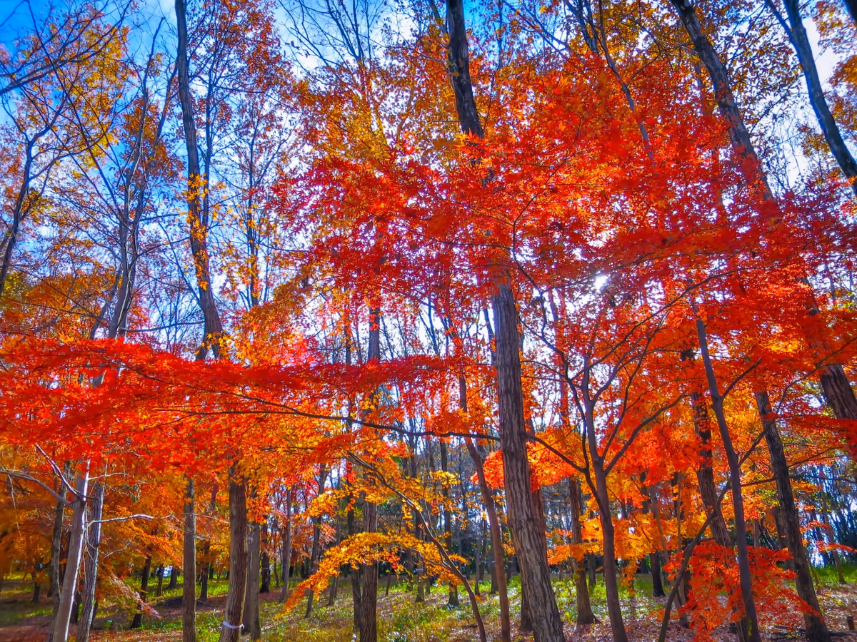 投稿写真：雑木林の中のもみじの紅葉