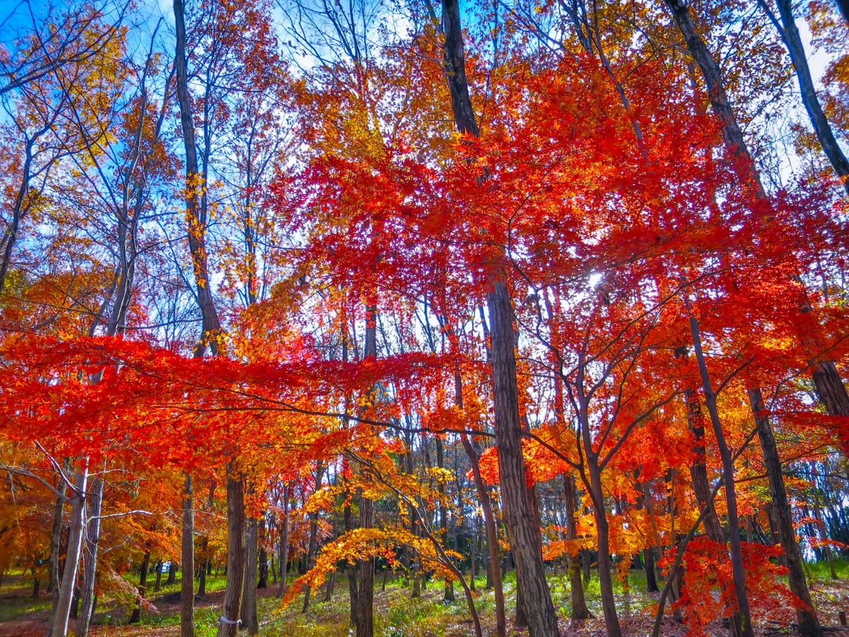投稿写真：雑木林の中のもみじの紅葉