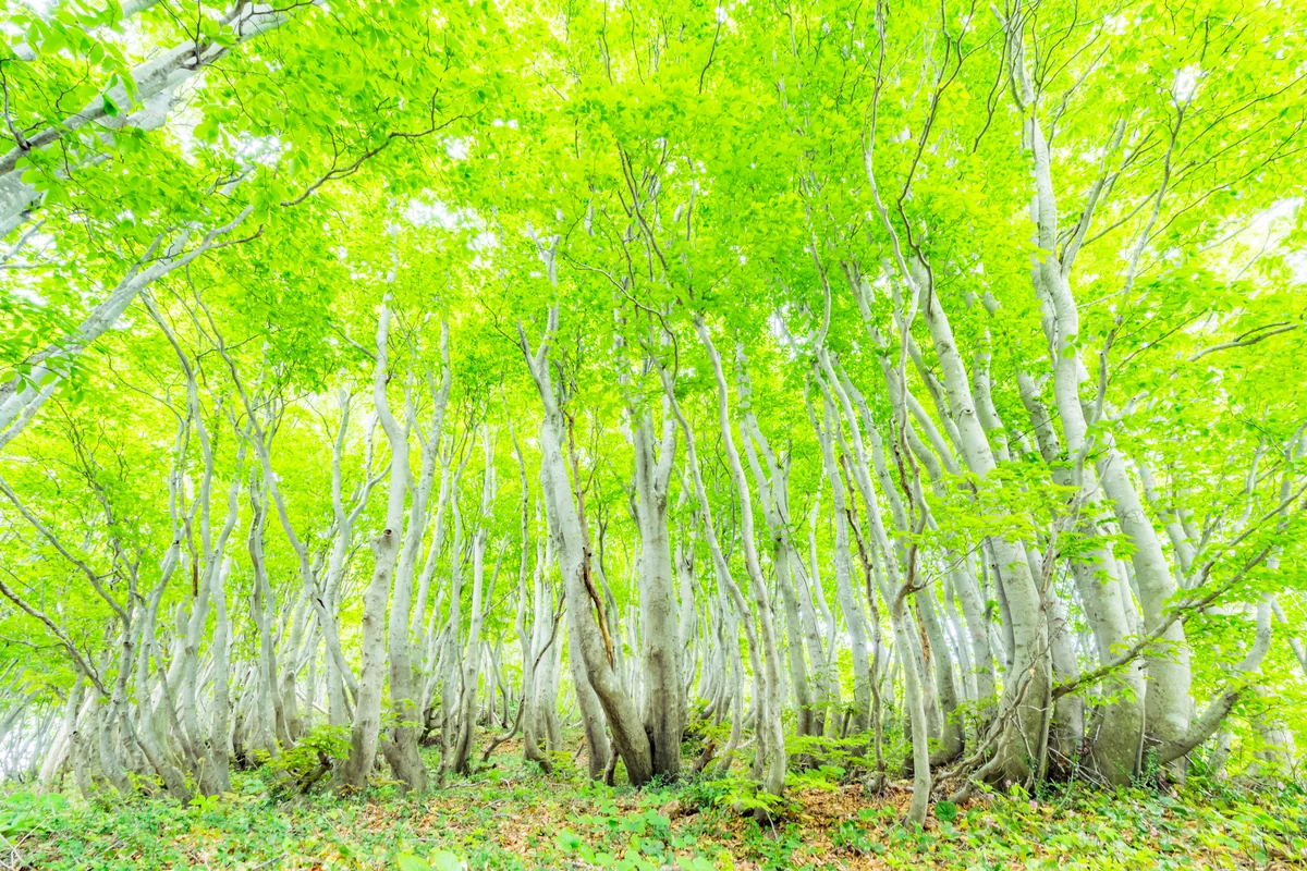 投稿写真：妙見山の根曲がりブナ林の新緑（佐渡島）