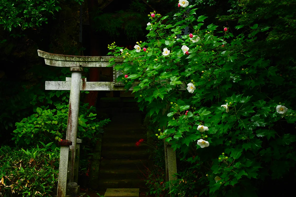投稿写真：鳥居と芙蓉